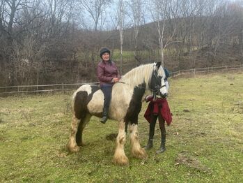 Tinker Stute Ponita, Oberaigner , Horses For Sale, Weiten