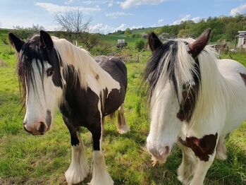 Tinker Stuten, Tina Naumann , Horses For Sale, Kyffhäuserland 