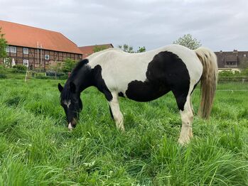 Tinker-Mix Stute, Tine, Pferd kaufen, Lehre 