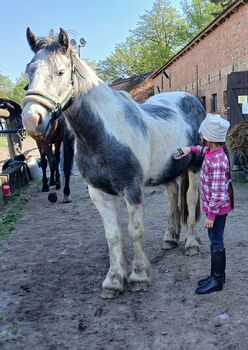 Tinker Mix Wallach Porzelanschecke Irish Cob