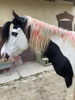 Tinker-Paint Mix Stute 20 Jahre, Liz, Horses For Sale, Engelhartstetten 