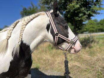 Tinker Pony Stute, Conny, Horses For Sale, Issum