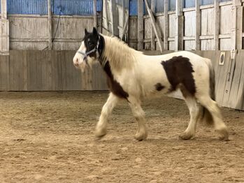 Tinker Wallach 4 Jahre jung