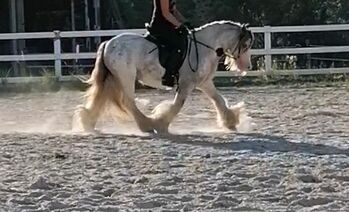 Tinker Wallach 9 Jahre, D. Turk, Horses For Sale, Herscheid