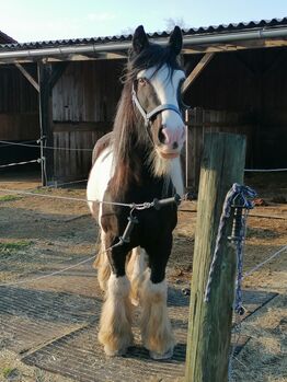 Tinkerwallach, Claudia, Horses For Sale, Raubling