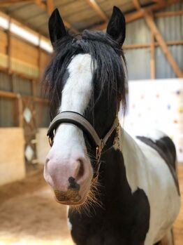 Tinker Wallach, Julia Ilott , Horses For Sale, Wadern Lockweiler