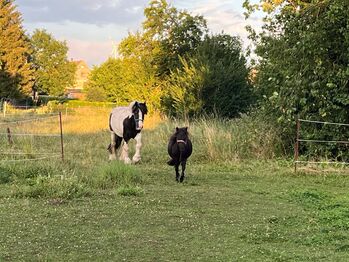 Tinker und Shetty zu verkaufen, Silvana Rachner  (BEMER Partnerin Silvana Rachner ), Horses For Sale, Frose