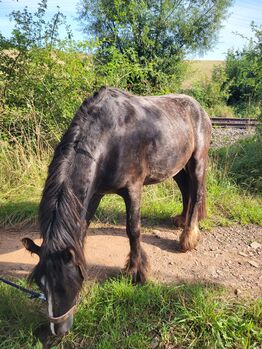 Tinker Hengst, Engel , Horses For Sale, Winnweiler 