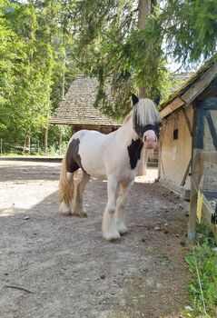 Tinker Stute 115cm 7 Jahre, Manuela Eichenmüller , Pferd kaufen, Reiflingviertel