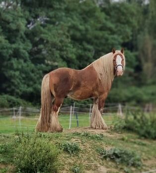 Tinker Wallach, Amelie, Horses For Sale, Potsdam