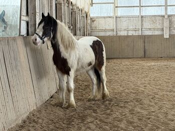 Tinker Wallach 4 Jahre jung, Nobby, Pferd kaufen, Brilon
