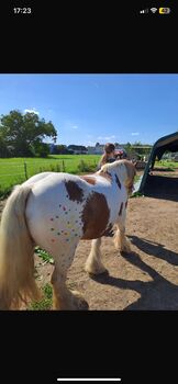 Tinker Wallach / Freitzeitpony /Therapiepony