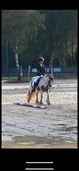 Tinker Wallach / Freitzeitpony /Therapiepony, Alina , Pferd kaufen, Koblenz
