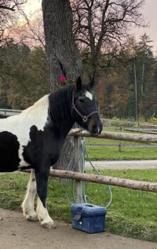 Tinker-Warmblut Stute sucht Herzensmensch