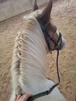 Tinker Warmblut Mix Stute