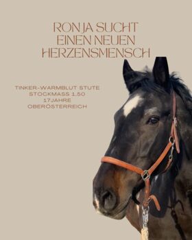 Tinker Warmblut Stute