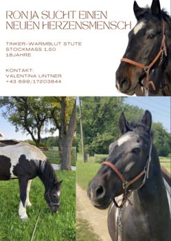 Tinker-Warmblut Stute sucht Herzensmensch, Valentina Lintneer, Pferd kaufen, Steyr