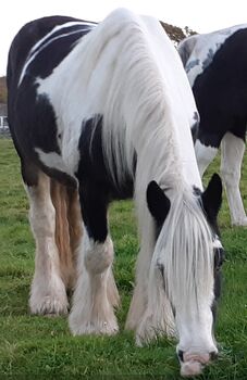 Tinker Gypsy Horse Cob
