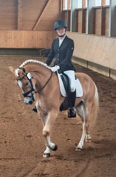 Tiroler Haflinger Stute Skyfall