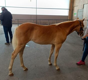 Tiroler Haflinger Stutfohlen, Sabrina Thurner, Pferd kaufen, Imsterberg 