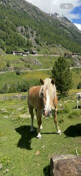 Tiroler Haflinger Zuchtstute, Ricci, Pferd kaufen, Vent