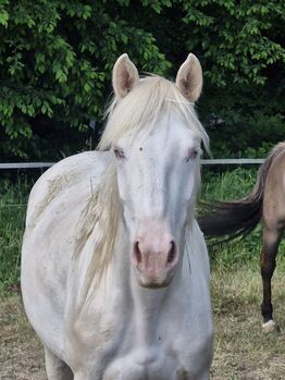 TJ Twisten Sassy - Quarter Horse Jungstute (2022), cremello, angeritten