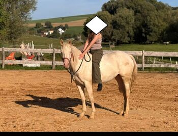 TJ Twisten Sassy - Quarter Horse Jungstute (2022), cremello, angeritten