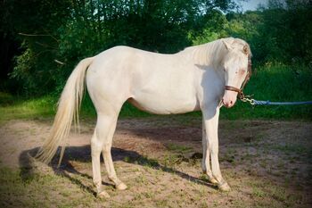 TJ Twisten Sassy - Quarter Horse Jungstute (2022), cremello, angeritten, Kerstin Rehbehn (Pferdemarketing Ost), Horses For Sale, Nienburg