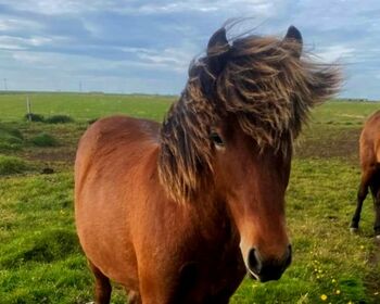 zukünftiges Familienpferd mit Herz, Islandpferde-aus-Island, Horses For Sale, Südisland