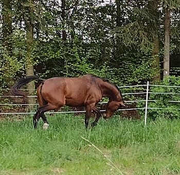 Tolle Beistellerstute Niederländisches Warmblut sucht Endplatz