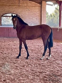 Tolle, bewegungsstarke PRE Stute, angeritten, Thomas Adams (Caballos PRE), Pferd kaufen, Bell