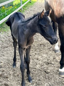 Tolle, freizeitgerittene Quarter Horse Stute