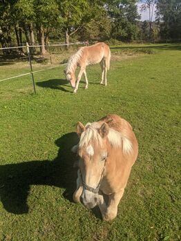 Tolle Haflinger Hengstfohlen suchen ihr Zuhause, Monaco und Arthos , Pferd kaufen, Meerbeck 