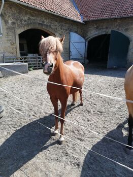 Tolle Isländer Stute Islandpferd, Bettina Müller , Pferd kaufen, Salzhemmendorf 