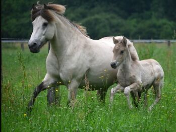 Tolle Isländerstute (optional mit Stutfohlen)