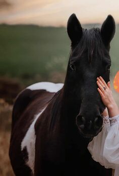 Tolle Paint Horse Stute mit super Charakter