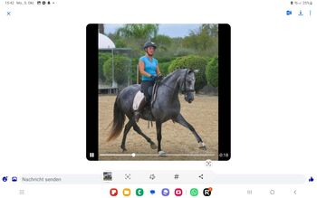 Tolle PSL Stute mit Dressurabstammung