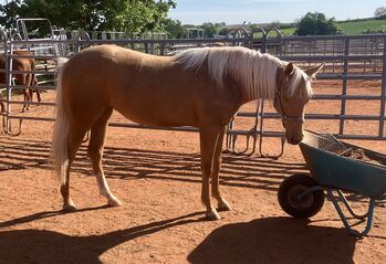 Tolle QH Stute mit Traumfarbe, Hans, Pferd kaufen, Gemmingen 