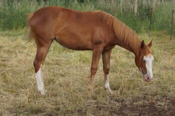 tolle Quarter Horse Stute im Gunnerlook, Kerstin Rehbehn (Pferdemarketing Ost), Pferd kaufen, Nienburg