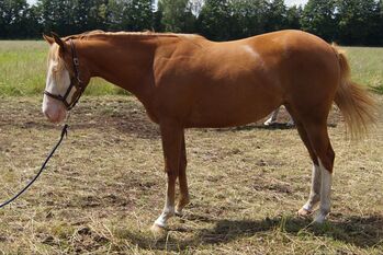 tolle Quarter Horse Stute im Gunnerlook, Kerstin Rehbehn (Pferdemarketing Ost), Pferd kaufen, Nienburg