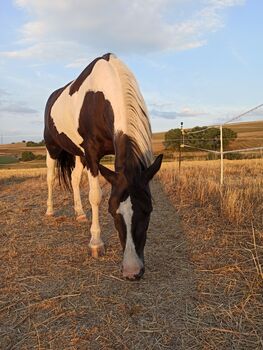 Tolle Scheckstute als bedingt reitbarer Beisteller, Sb, Pferd kaufen, Kusel