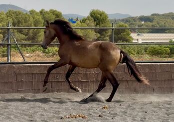Toller 2 jähriger PRE Buckskin Hengst, 1.64 m