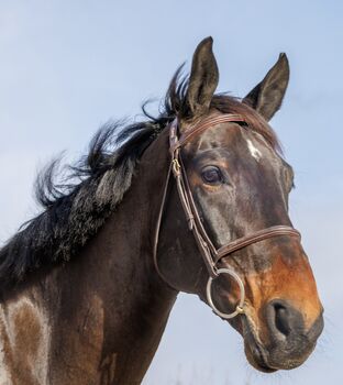 Toller Amateurwallach zum losreiten, Ilona Wilson , Horses For Sale, Dielsdorf 