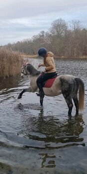 Toller Freizeit Wallach