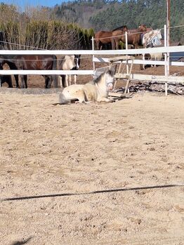 Toller Part-bred Shetlandpony Wallach zu verkaufen, Privat, Horses For Sale, Warmensteinach