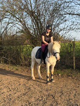 Toller Ponywallach zum Verlieben