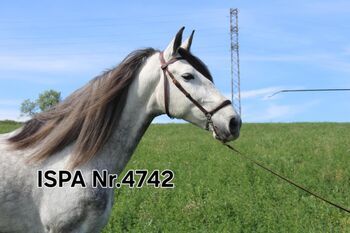 Toller PRE Hengst mit langer Mähne, ISPA - Iberische Sportpferde Agentur (ISPA - Iberische Sportpferde Agentur), Pferd kaufen, Bedburg