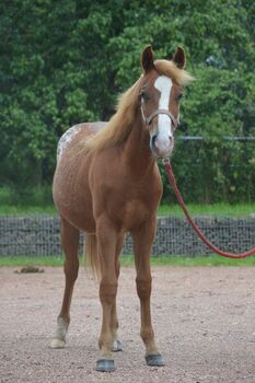 toller Quarter Horse/Appaloosa Pony Mix Hengst mit interessanter Färbung