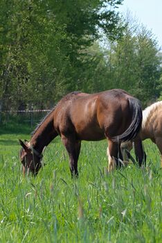 Toller Quarter Horse Hengstjährling mit mega Bewegungen, Kerstin Rehbehn (Pferdemarketing Ost), Horses For Sale, Nienburg