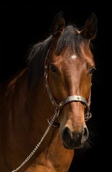 Toller Quarter Horse Wallach im besten Alter, Manuela KUBNY , Pferd kaufen, Küßnach 